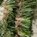 大叶红根石菖蒲种苗，要需要的欢迎来骚扰