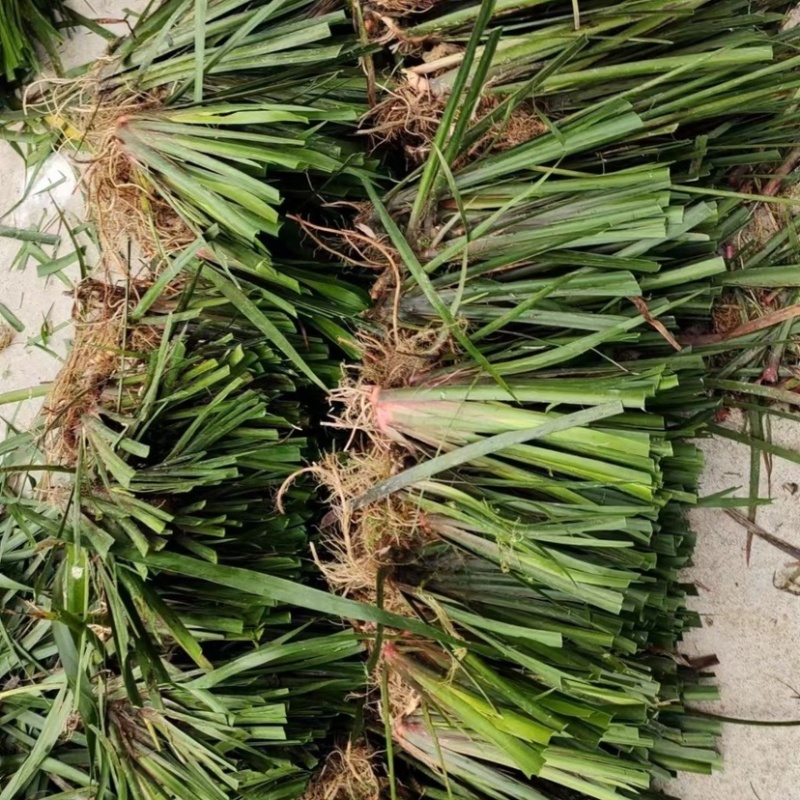 大叶红根石菖蒲种苗，要需要的欢迎来骚扰