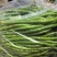精品线椒大量上市，全国代发，货源充足，保证质量。