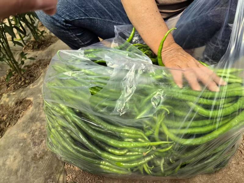 精品线椒大量上市，全国代发，货源充足，保证质量。
