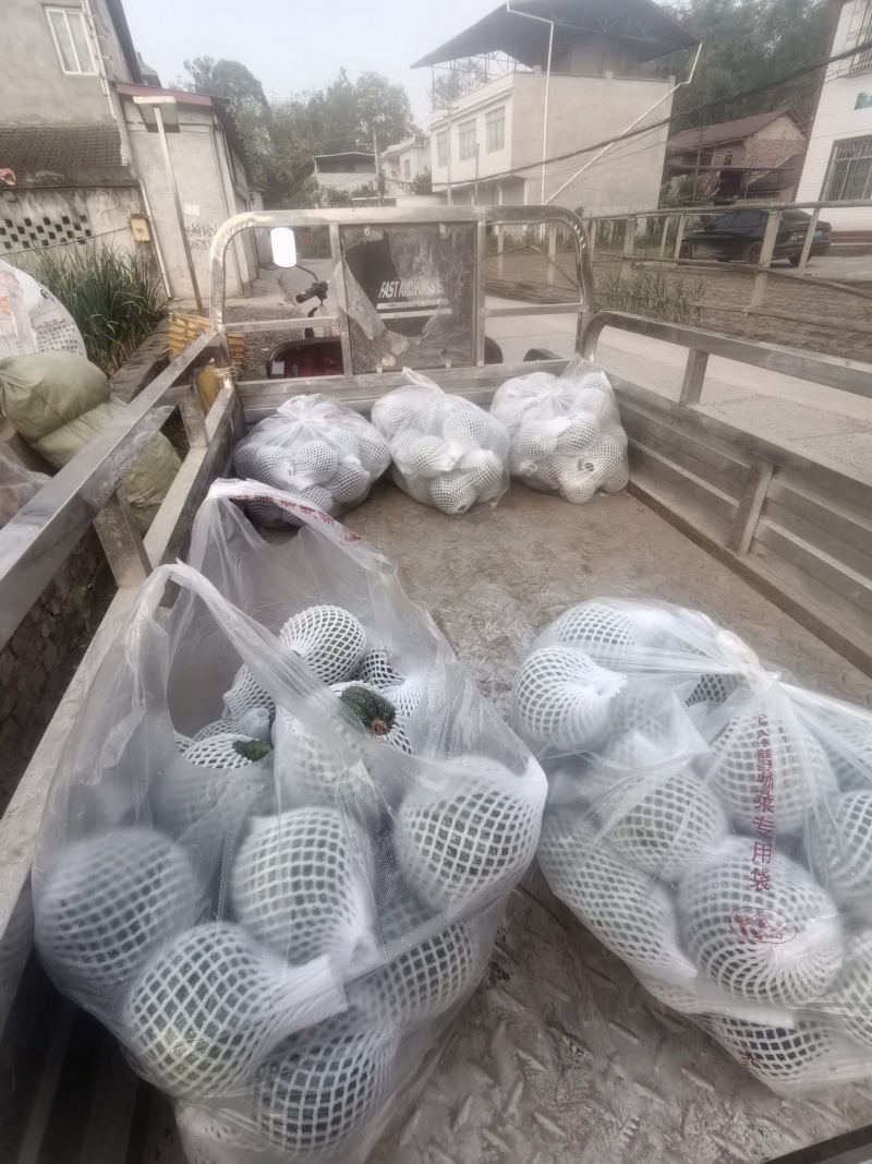 四川遂宁荷叶本地嫩南瓜