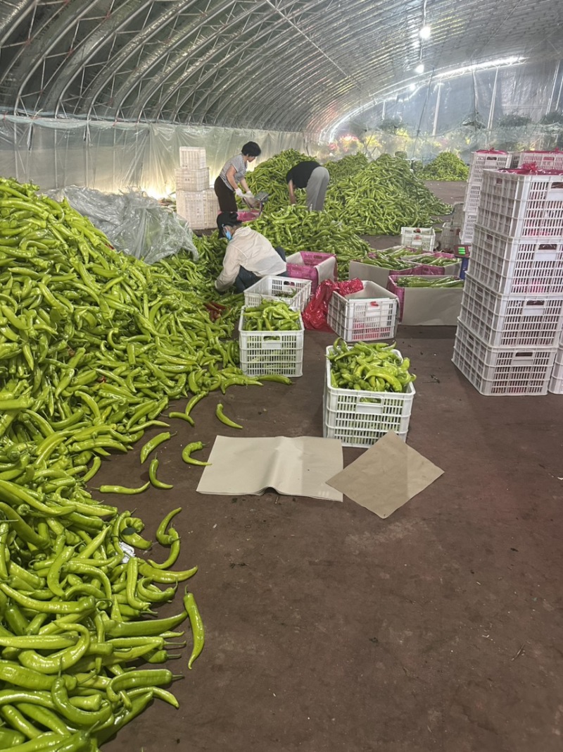 山东寿光尖椒当天采摘质量保证支持视频烟货