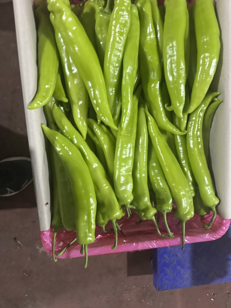 山东寿光尖椒当天采摘质量保证支持视频烟货