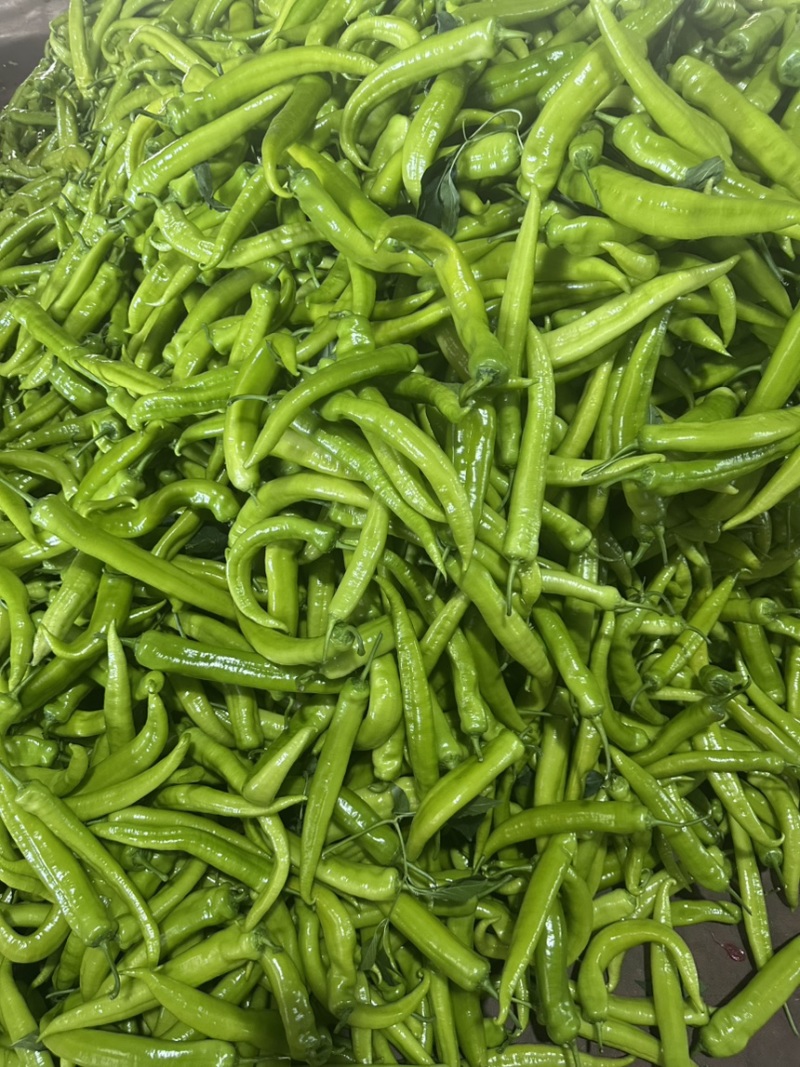 山东寿光尖椒当天采摘质量保证支持视频烟货