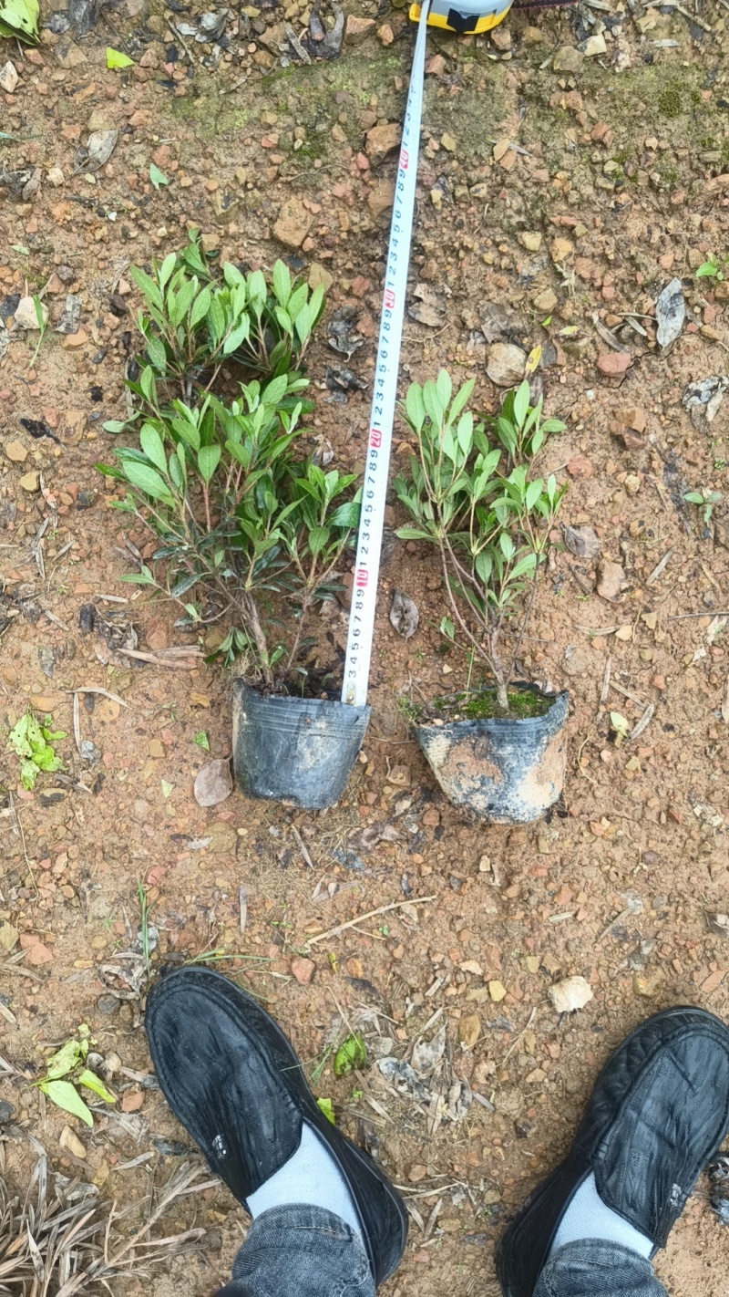 夏娟杯苗基地批发