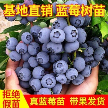 蓝莓树苗盆栽地栽带土阳台南方北方种植当年结果耐寒蓝莓果树