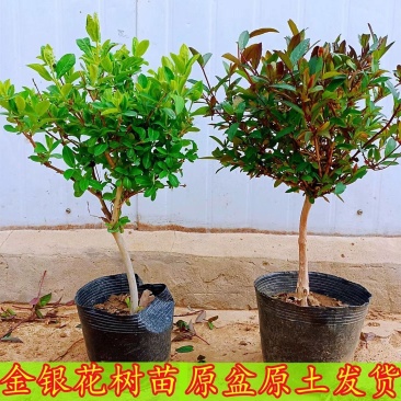 四季金银花红色金银花原盆原土带花发货
