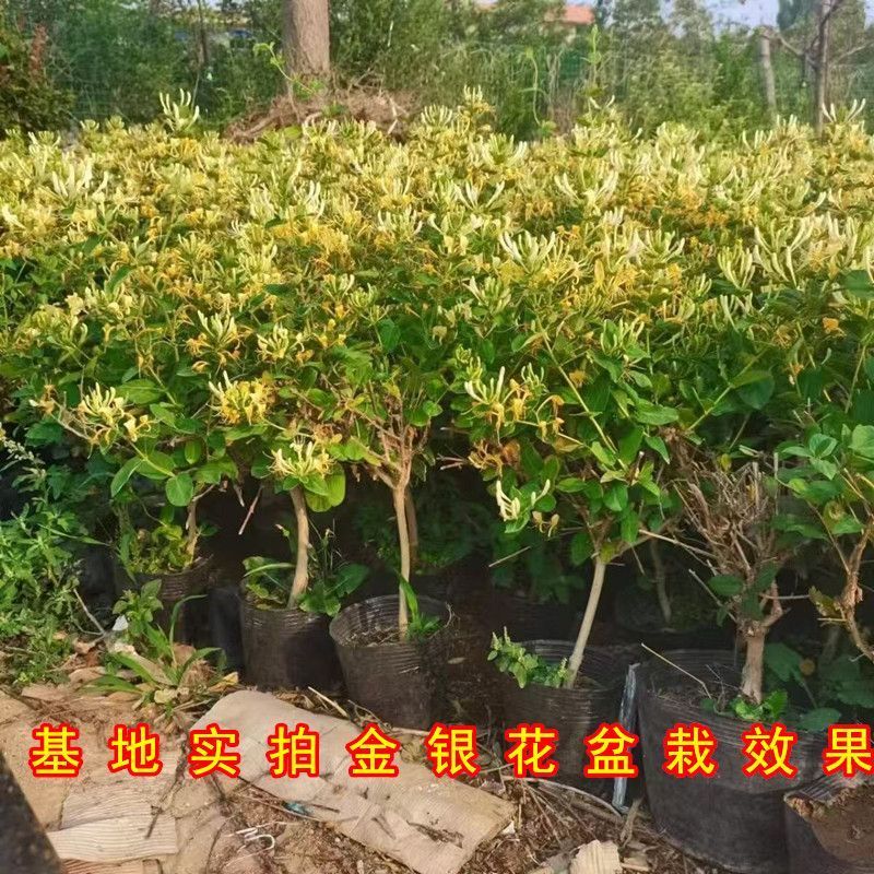 四季金银花红色金银花原盆原土带花发货