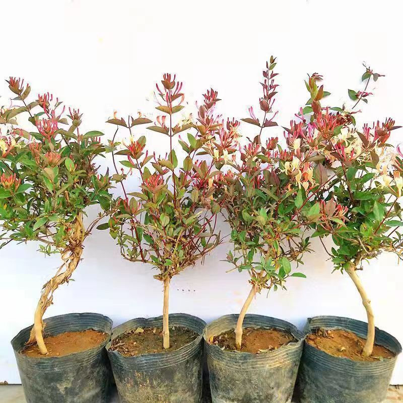 四季金银花红色金银花原盆原土带花发货