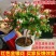 四季金银花红色金银花原盆原土带花发货