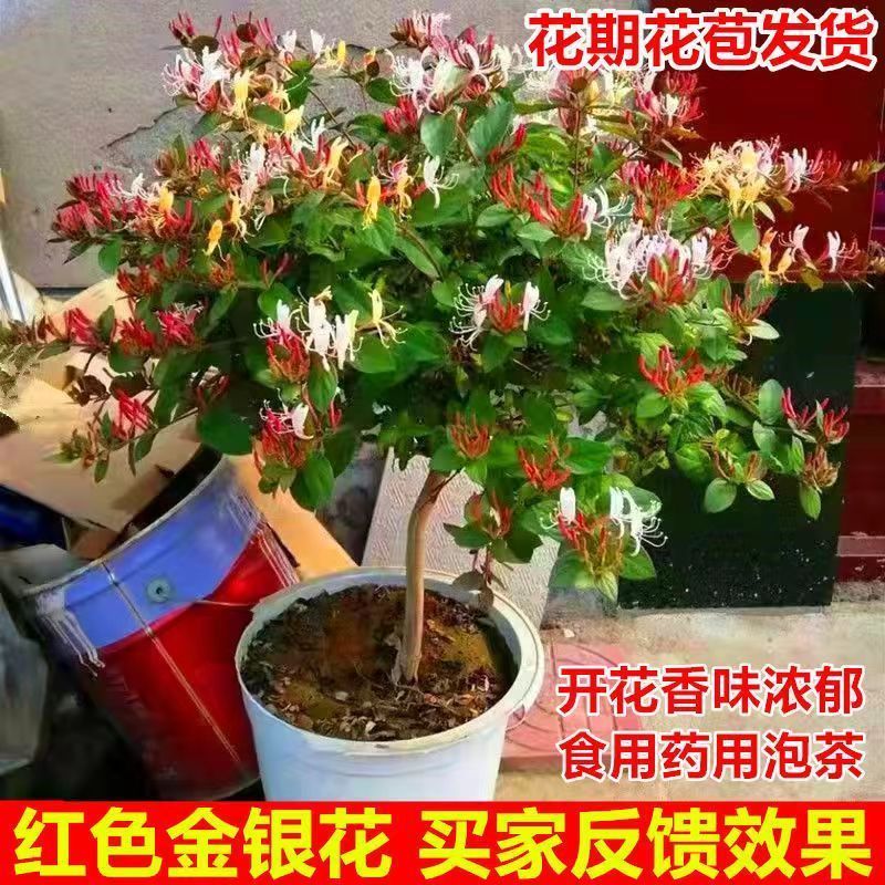 四季金银花红色金银花原盆原土带花发货
