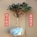四季金银花红色金银花原盆原土带花发货
