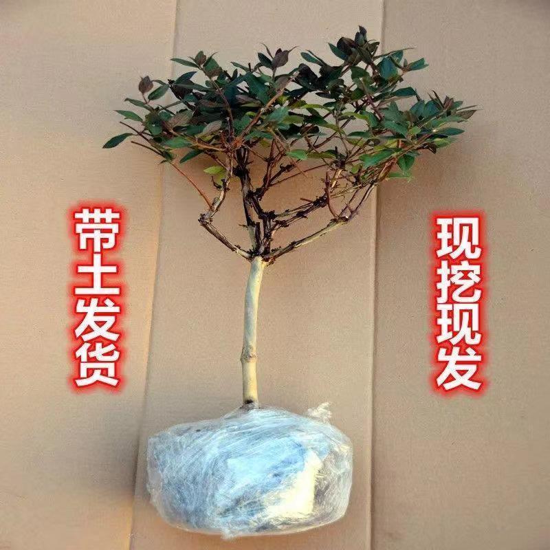 四季金银花红色金银花原盆原土带花发货