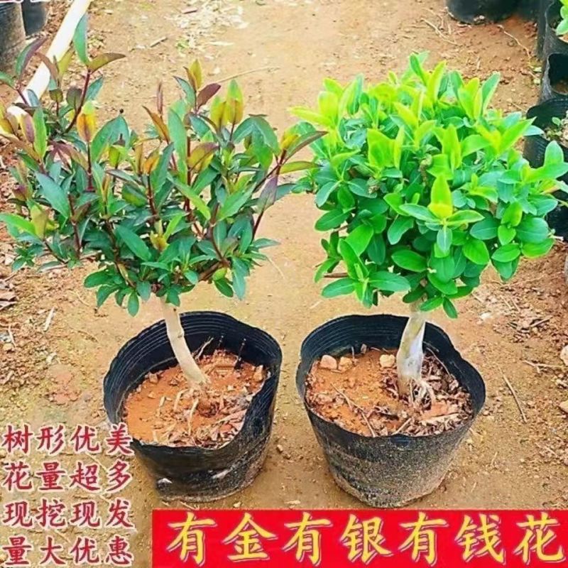 四季金银花红色金银花原盆原土带花发货