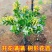 四季金银花红色金银花原盆原土带花发货