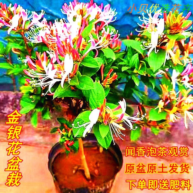 四季金银花红色金银花原盆原土带花发货