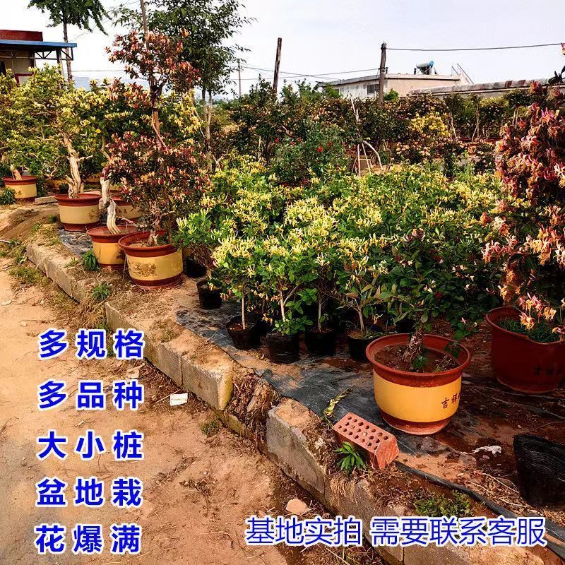 四季金银花红色金银花原盆原土带花发货