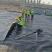蓄水池鱼塘垃圾填埋场藕池水产养防水膜厂家自产自销