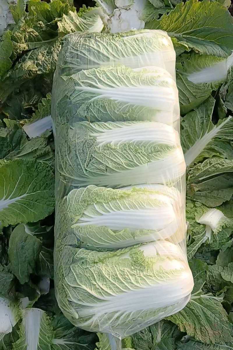 黄心娃娃菜