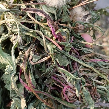 湖北野生蒲公英