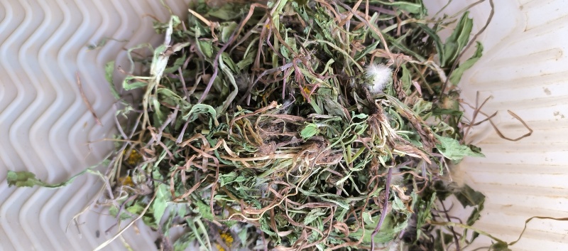 2025年新野生蒲公英干货绿色蒲公英新货