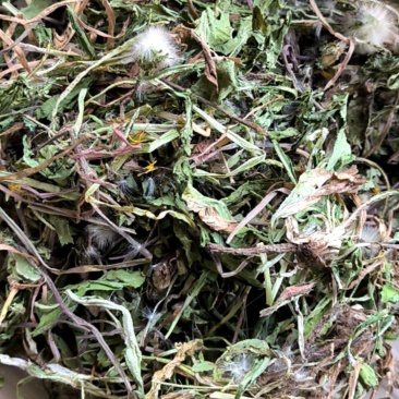 2025年新野生蒲公英干货绿色蒲公英新货