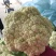 山东大棚有机花菜花适中乳白供应之中货源充足质量保证