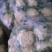 山东大棚有机花菜花适中乳白供应之中货源充足质量保证