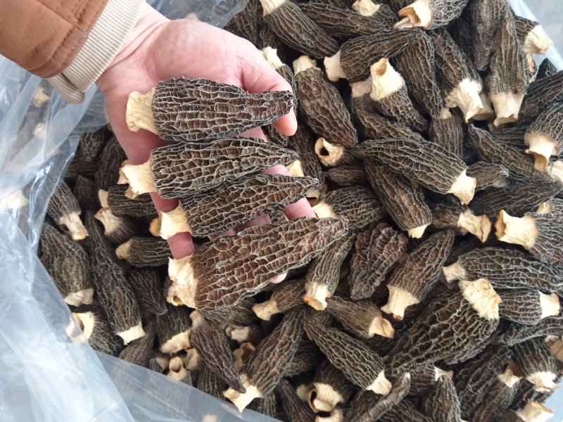 **六妹羊肚菌手选干货7-9