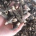 **头茬手选2-4精品小羊肚菌