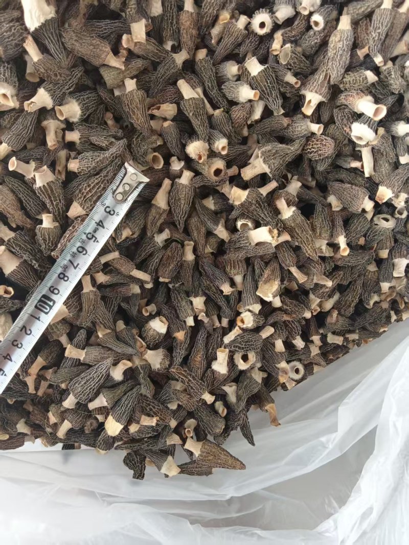 **头茬手选2-4精品小羊肚菌