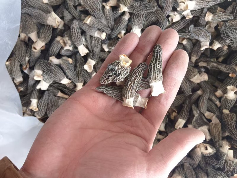 **头茬手选2-4精品小羊肚菌