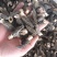 **头茬手选2-4精品小羊肚菌