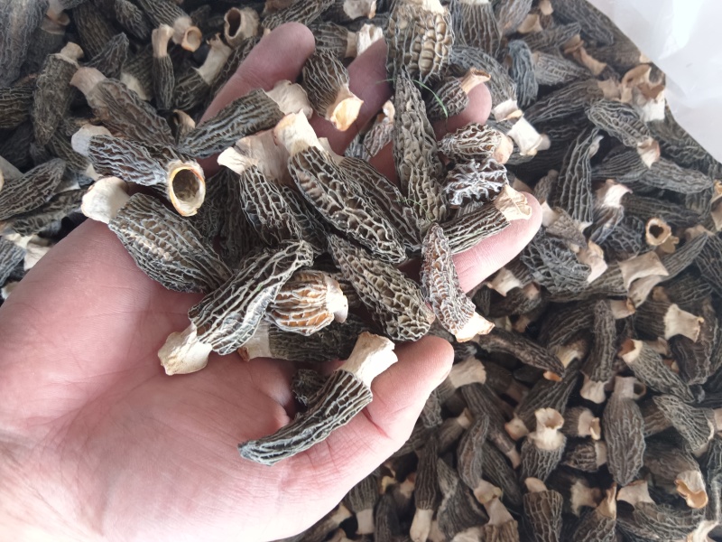 **头茬手选2-4精品小羊肚菌