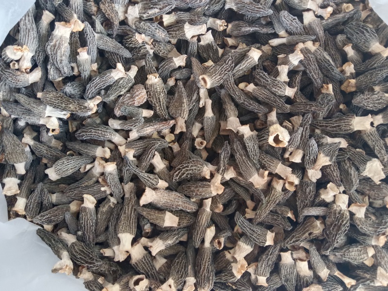 **头茬手选2-4精品小羊肚菌