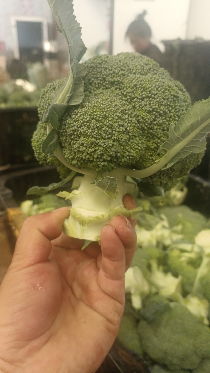 精品西兰花