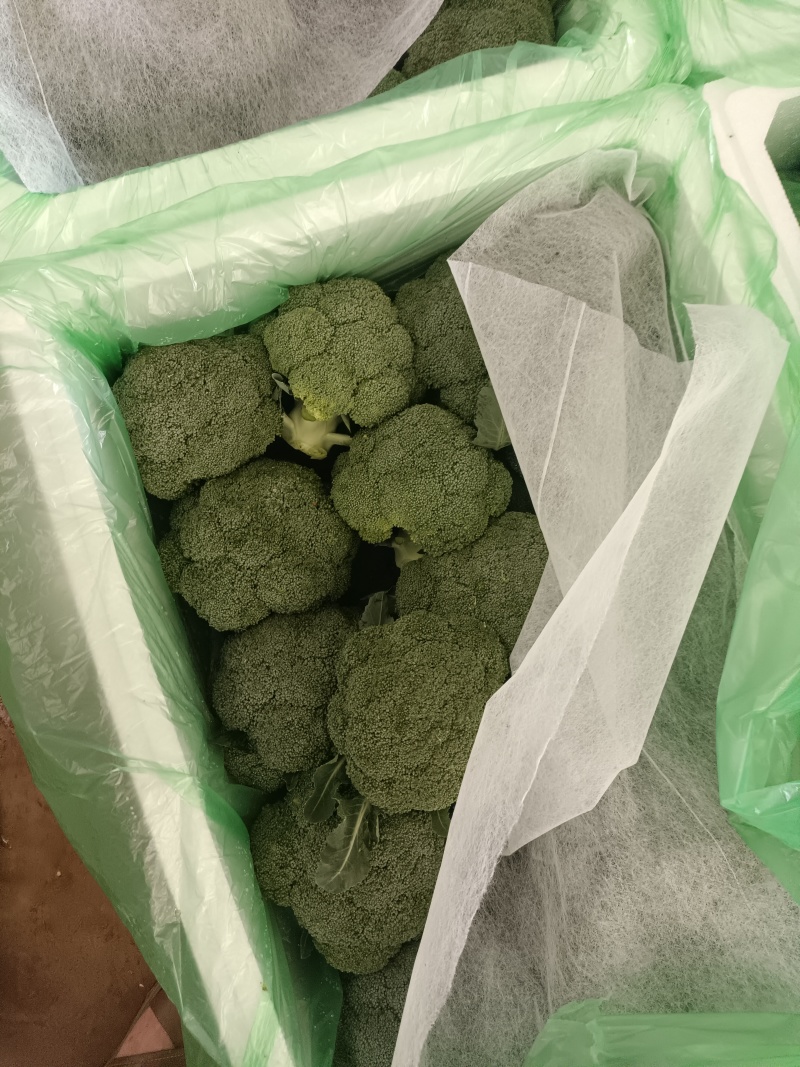 精品西兰花