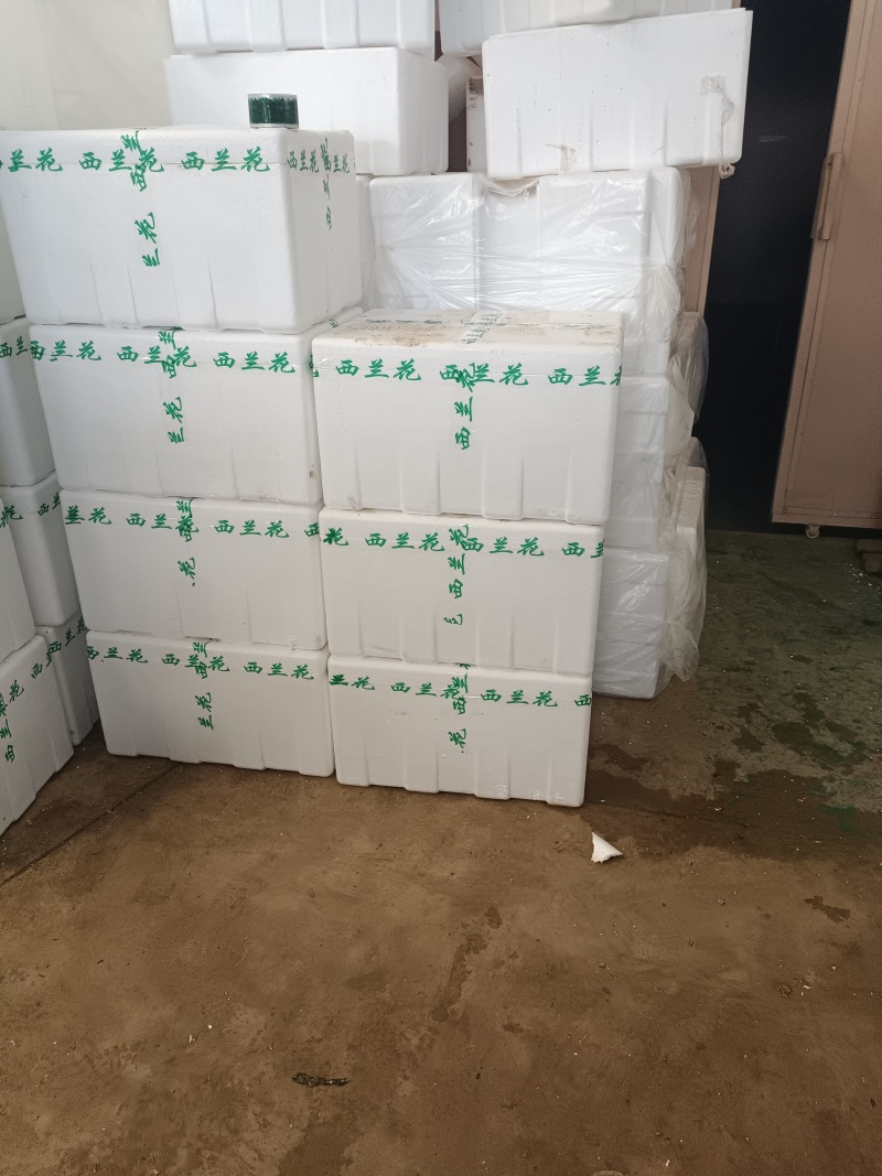 精品西兰花