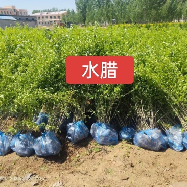 河北定州水腊苗紫叶水腊金叶水腊水腊小苗营养杯土球水腊球