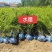 河北定州水腊苗紫叶水腊金叶水腊水腊小苗营养杯土球水腊球