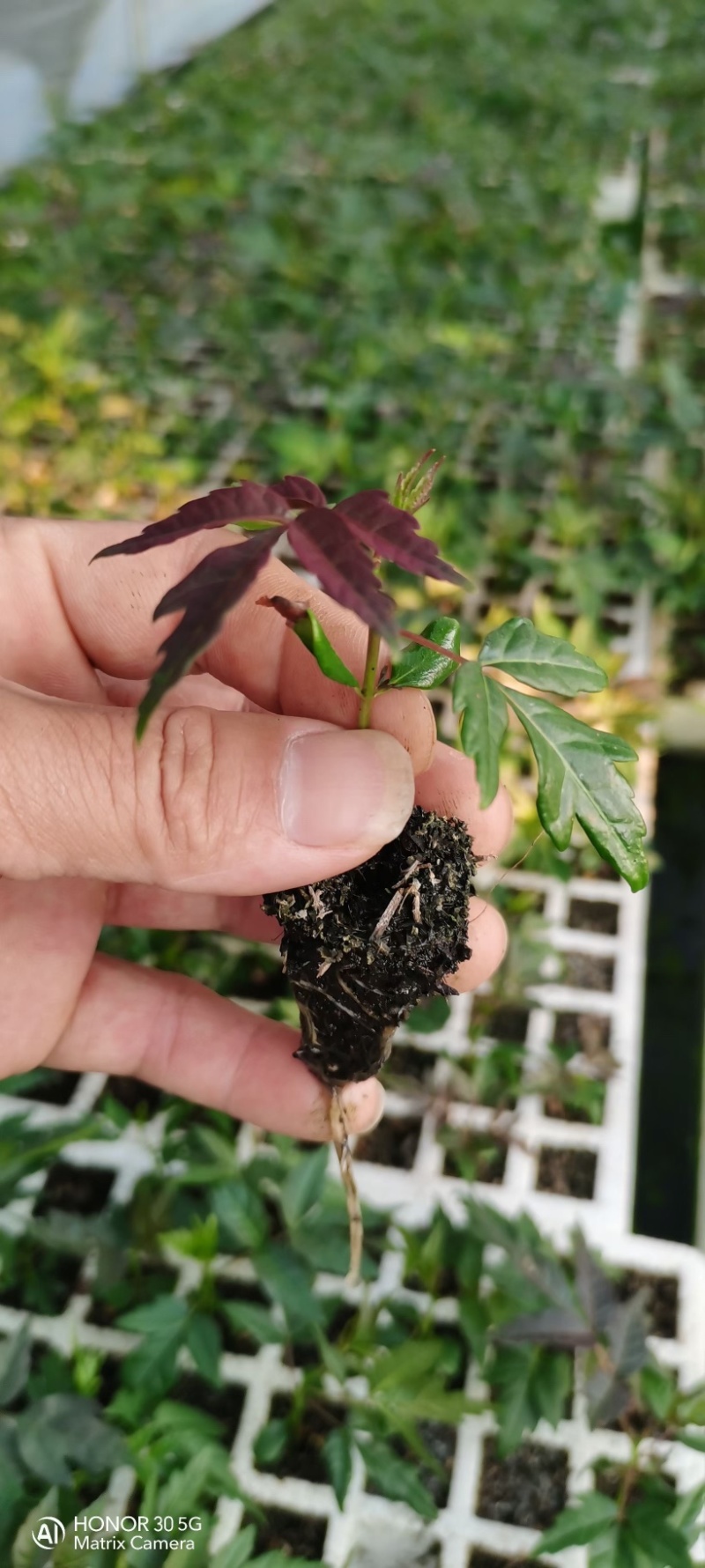纯新红油香椿种子发芽率高味道浓郁四季采收提供技术
