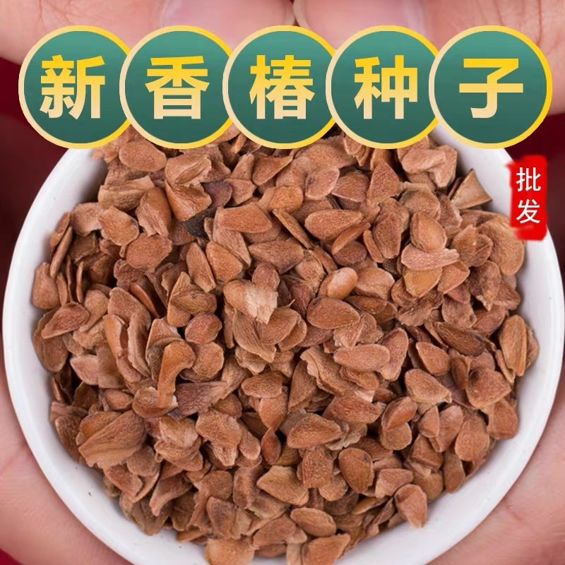 纯新红油香椿种子发芽率高味道浓郁四季采收提供技术