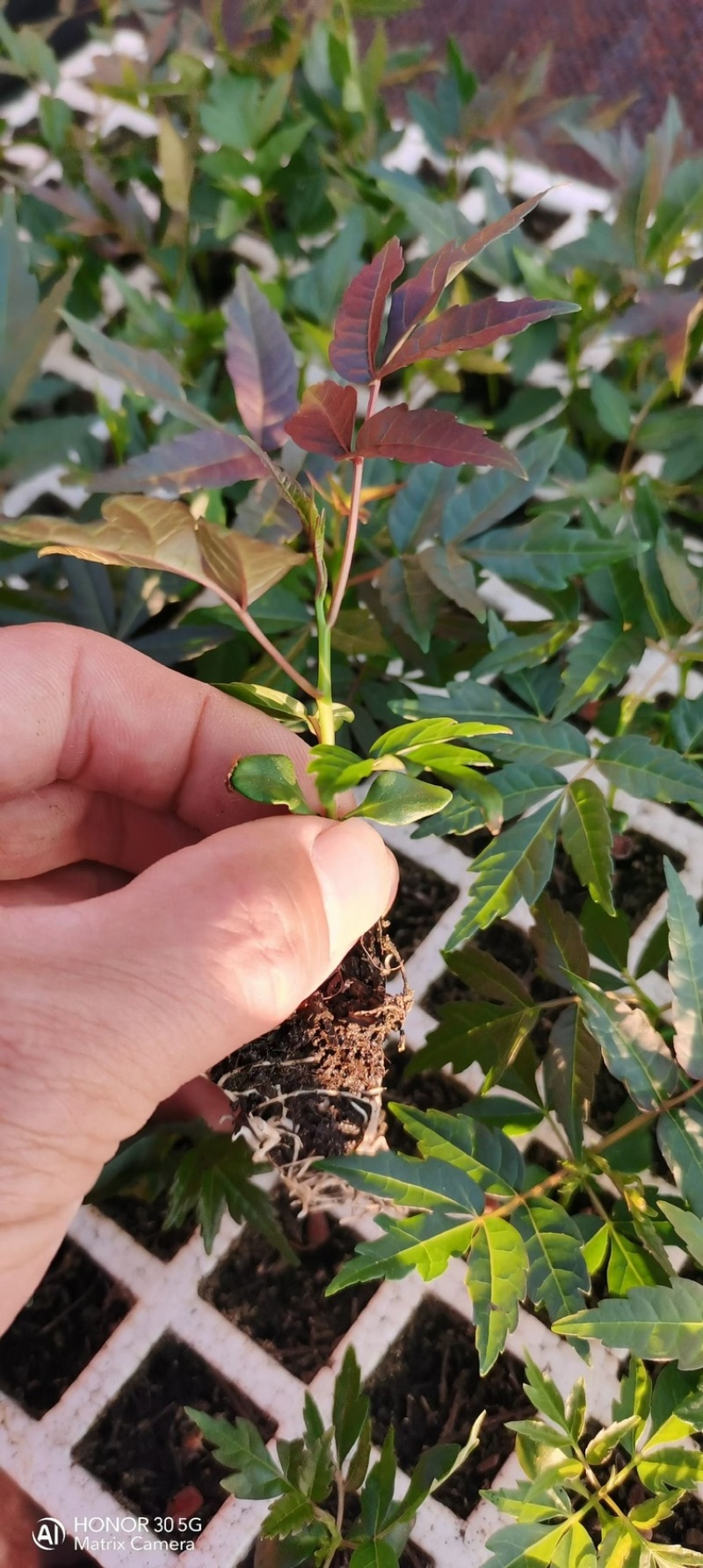 纯新红油香椿种子发芽率高味道浓郁四季采收提供技术