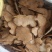 土茯苓，无硫，产地一手货源，实拍现货24小时内发货
