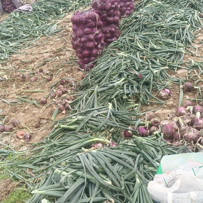 精品紫皮洋葱红皮洋葱对接电商市场商超一手货源可视频