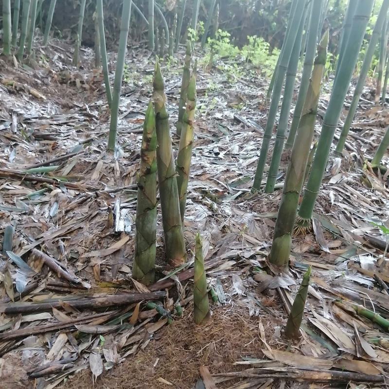 白夹竹笋