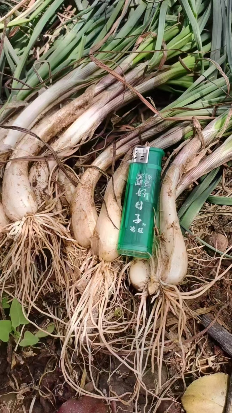 毛藠头现货现挖，新鲜个大