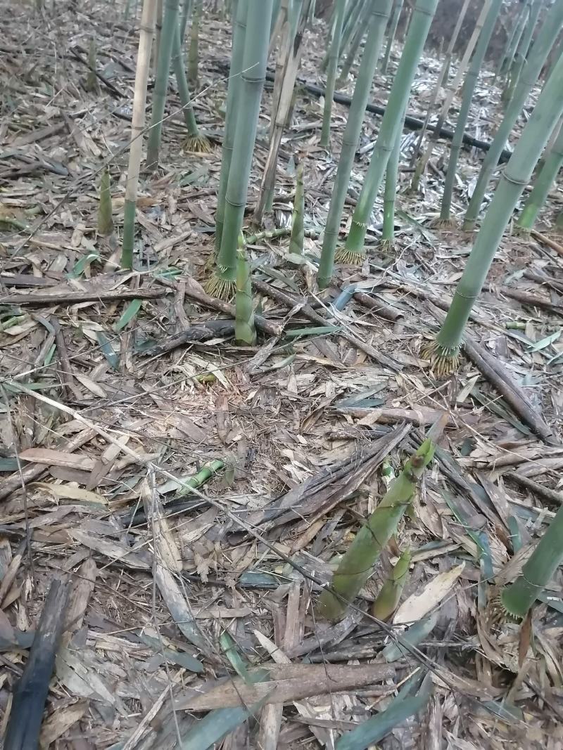 白夹竹笋