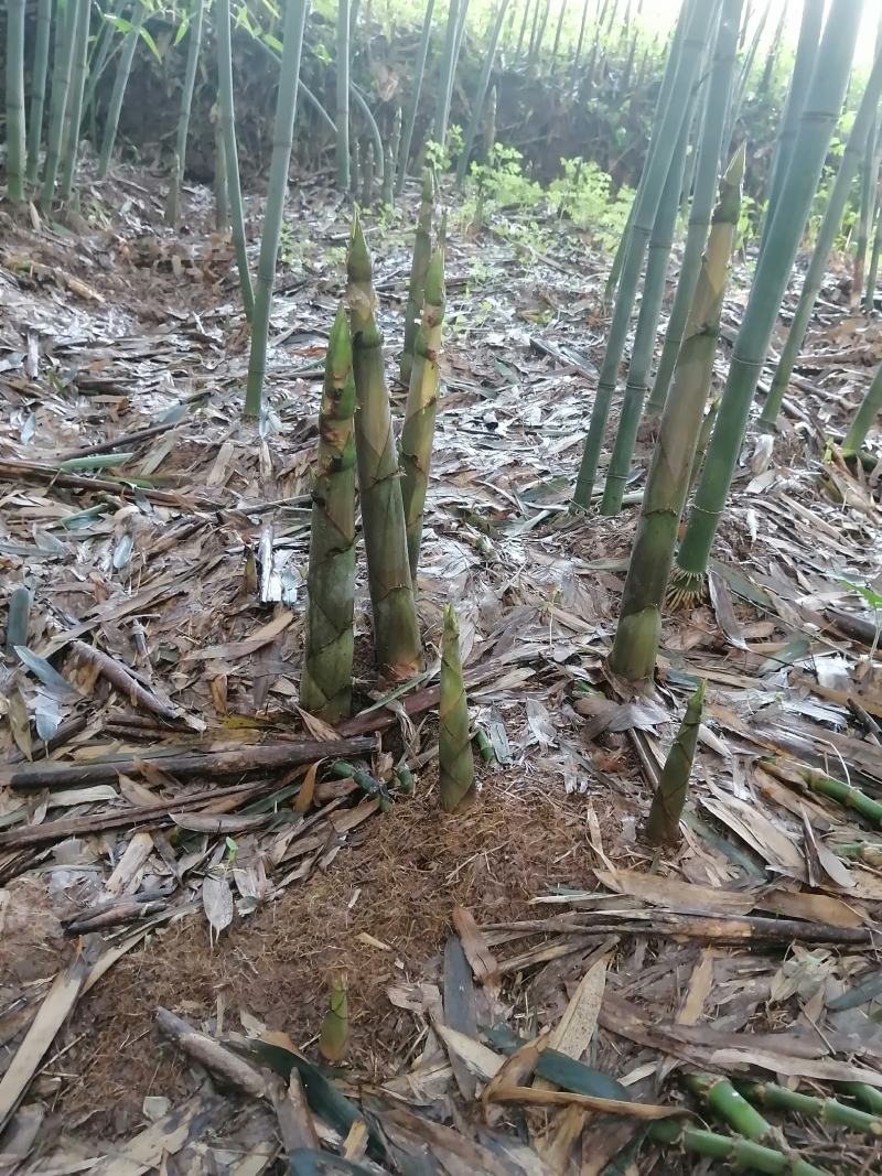 白夹竹笋