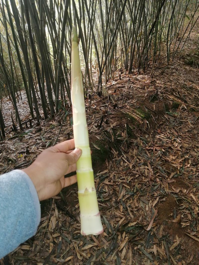 白夹竹笋